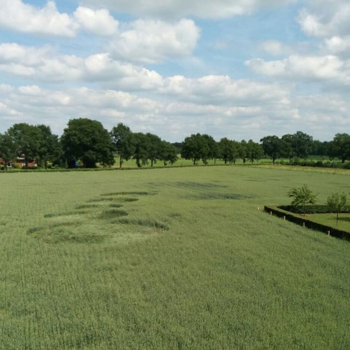 Graancikels